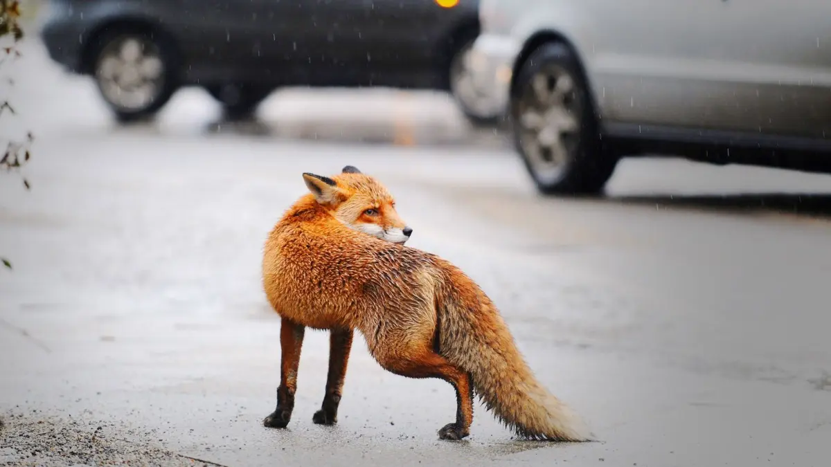 ARCHIV - Ein ausgewachsener Fuchs steht am 14.01.2011 am Mehringdamm in Berlin-Kreuzberg. (zu dpa «Neue Nachbarn: Wildtiere in Hessens Städten» vom 12.01.2018) Foto: Jörg Carstensen/dpa +++(c) dpa - Bildfunk+++