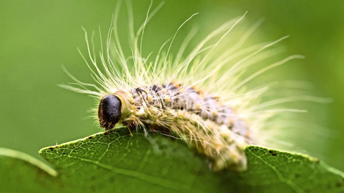Eichenprozessionsspinner, Eichen-Prozessionsspinner (Thaumetopoea processionea), Niederlande oak processionary moth (Thaumetopoea processionea), Netherlands BLWS511111 Copyright: xblickwinkel/AGAMI/H.xBouwmeesterx