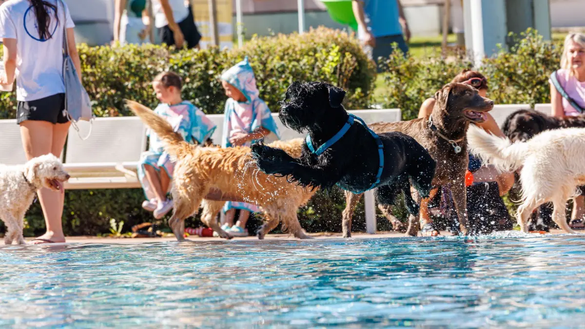 Böblingen, Freibad, am letzten Tag des Böblinger Freibades ist großes Hundeschwimmen. Von Kleiner Fußhupe bis Riesenschnauzer ist alles mit dabei.