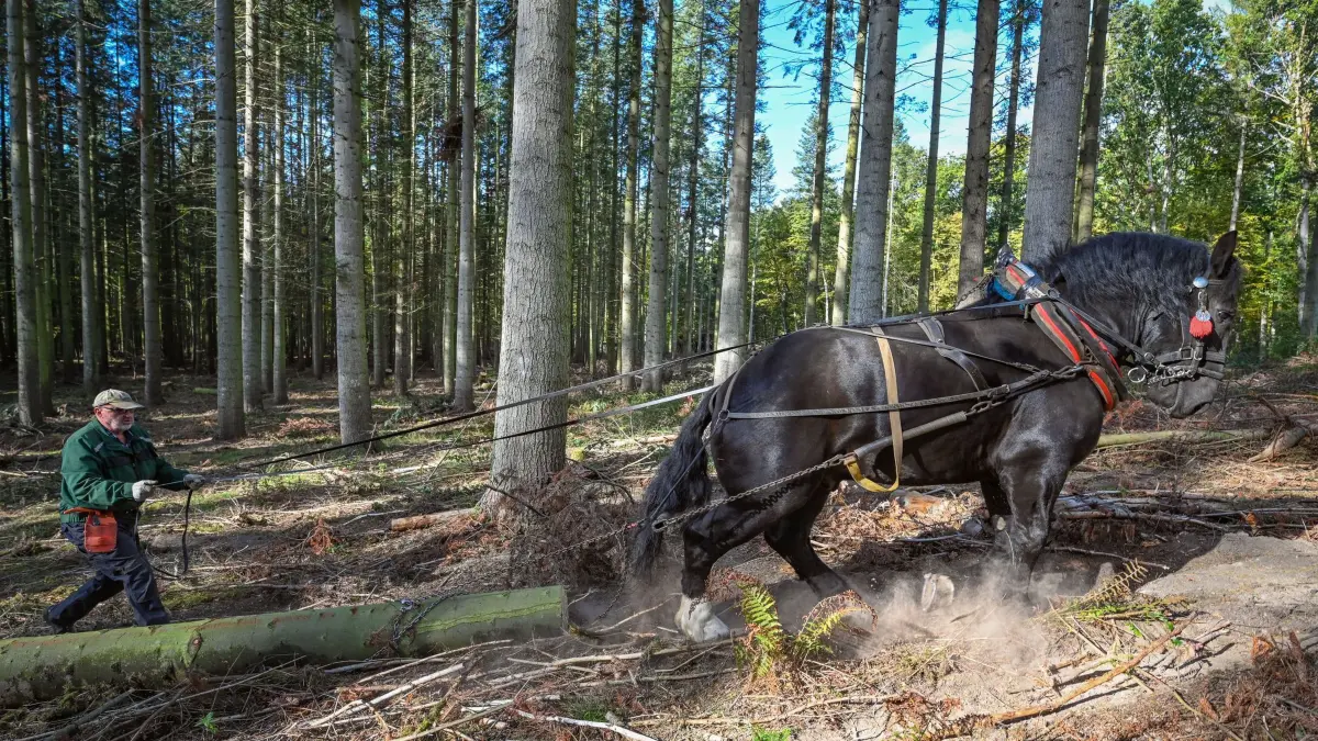 Jans Fangerow zieht mit Kaltblutpferd Paco Baumstämme durch einen Wald mit Küstentannen. Mit Hilfe des Rückepferdes wird geschlagenes Holz aus dem dichten Wald zu den Rückegassen gezogen. Die Rückepferde, meist Kaltblüter, können dabei Baumstämme von bis zu einer Tonne über den Waldboden ziehen. (zu dpa: „Tierische Hilfe bei Waldarbeiten im Forst Klövensteen in Hamburg»)