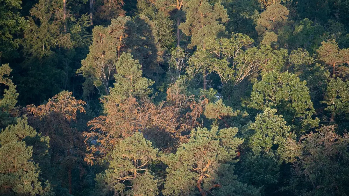 Die Trockenheit macht den heimischen Wäldern zu schaffen. Dadurch steigt die Waldbrandgefahr.⇥
10.08.2020, Baden-Württemberg, Herrenberg: Braune, trockene Bäume stehen in einem Waldstück des Schönbuchs. Der Wald leidet unter der anhaltenden Trockenheit. Foto: Sebastian Gollnow/dpa +++ dpa-Bildfunk +++