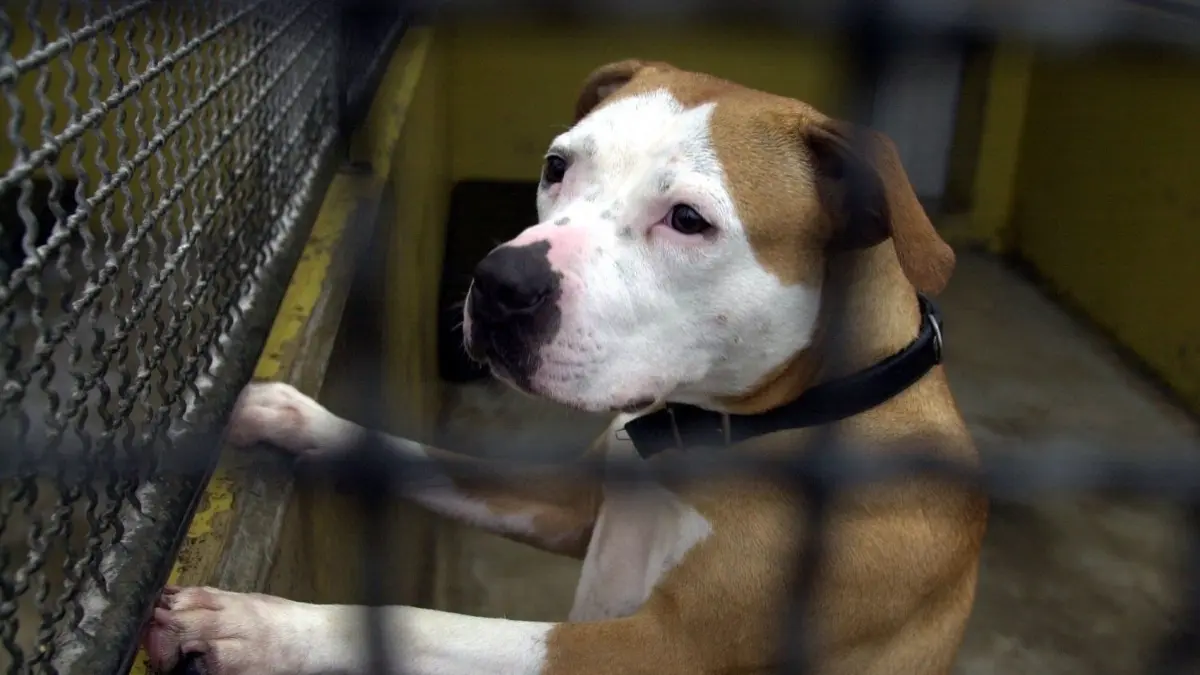 Welche Hunde in Brandenburg verboten sind, welche Rassen gefährlich sind und welche Unterschiede es bei Listenhunden gibt. (Symbolbild)
Der Pitbull "Comtesse" ist hinter Gittern im Tierheim Frankfurt Fechenheim (Foto vom 05.01.2001). Comtesse hat kaum Chancen, das Tierheim in Frankfurt-Fechenheim jemals wieder zu verlassen. Seit vier Monaten belegt die 20 Monate alte Pitbull-Hündin zusammen mit Billy, einem American Bulldog-Rüden, eine Box in Hessens größtem Tierheim. 109 Hunde leben derzeit in dem Heim, 42 davon gehören einer Kampfhundrasse an. "Da kann ein Tier noch so lieb sein, wir werden keinen Kampfhund mehr los", sagt Tierheimleiter Stefan Regenberg. dpa/lhe (zu dpa lhe/lrs 001 vom 23.01.2001) +++ dpa-Bildfunk +++