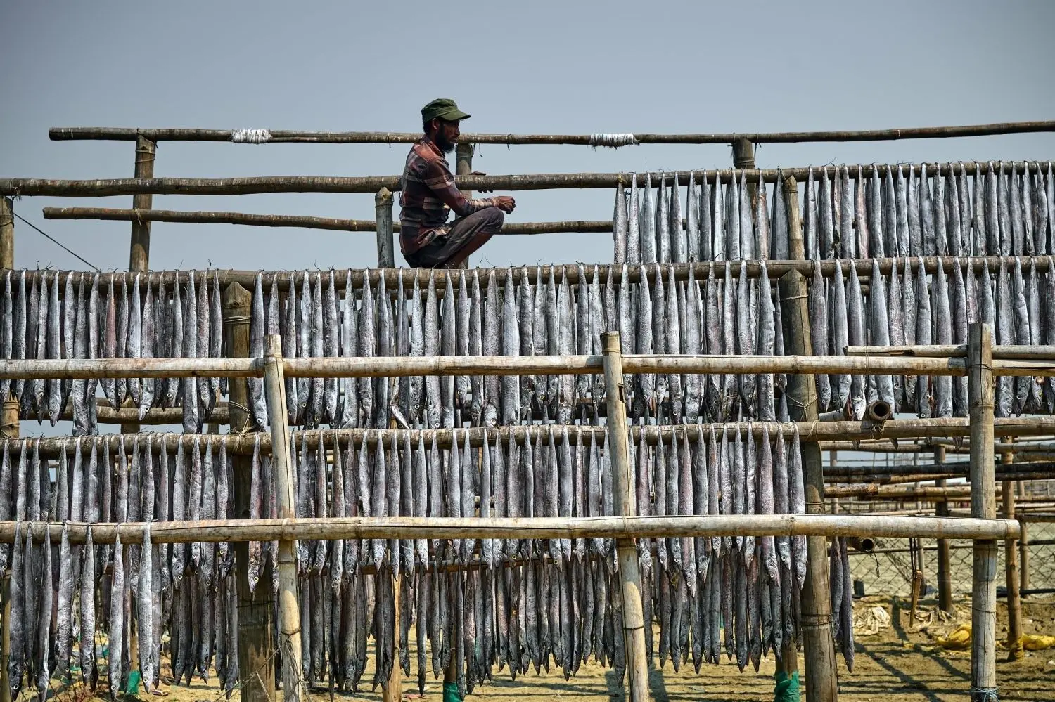 Fische werden in Cox‘s Bazar wie Wäsche zum Trocknen über ein Holzgerüst gehängt. ⇥