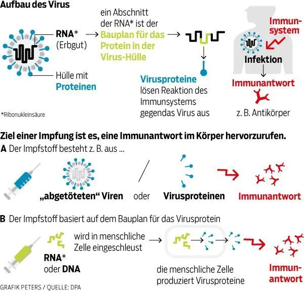 Aufbau des Virus.