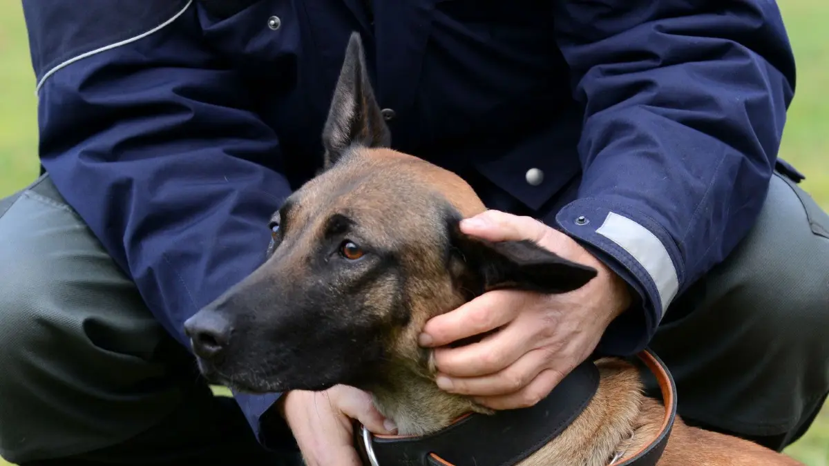 Die Polizei hat bei der Schlägerei in Crailsheim auch Hunde eingesetzt.
ARCHIV - 16.12.2014, Nordrhein-Westfalen, Schloß Holte-Stukenbrock: Eine Polizeihündin wird von ihrem Hundeführer in Schloss Holte-Stukenbrock (Nordrhein-Westfalen) auf einer Wiese gelobt. Das Innenministerium hat auf Anfrage der AfD im Landtag zahlreiche Zahlen zu den Diensthunden des Landes veröffentlicht. (zu dpa: «Polizeihunde bissen in NRW in fünf Jahren 335 Mal zu») Foto: picture alliance / dpa +++ dpa-Bildfunk +++