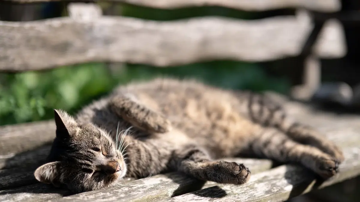 15 Millionen Katzen sollen in Deutschland leben. In Reutlingen drängen die Grünen nun auf eine Katzenschutzverordnung.
21.08.2021, Hessen, Frankfurt/Main: Eine Katze sonnt sich auf einer Holzbank. Foto: Sebastian Gollnow/dpa +++ dpa-Bildfunk +++