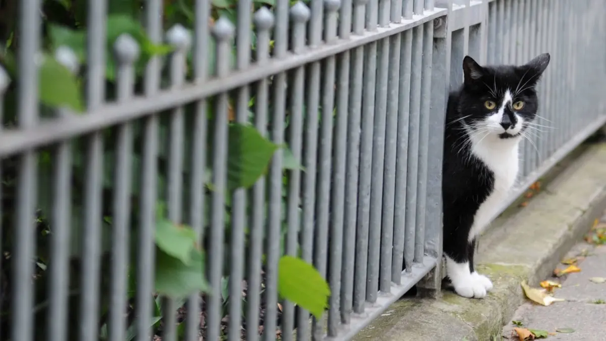 Die Katze kommt durch, aber prägt der Zaun auch das Ortsbild? Über Einfriedungen soll jetzt in Strausberg diskutiert werden. (Symbolbild)
ARCHIV - Eine Katze blickt am 14.07.2011 in Hamburg neugierig durch einen Gartenzaun. Katzen streunen gerne draußen herum. Freilaufende Haustiere müssen noch nicht einmal wildern, um für geschützte Arten zum Problem zu werden. Jäger und Naturschützer hoffen auf mehr Verantwortung der Besitzer. (zu dpa "Streunende Tiere: Jäger und Naturschützer sehen Besitzer in der Pflicht" am 24.11.2017) Foto: Angelika Warmuth/dpa +++ dpa-Bildfunk +++