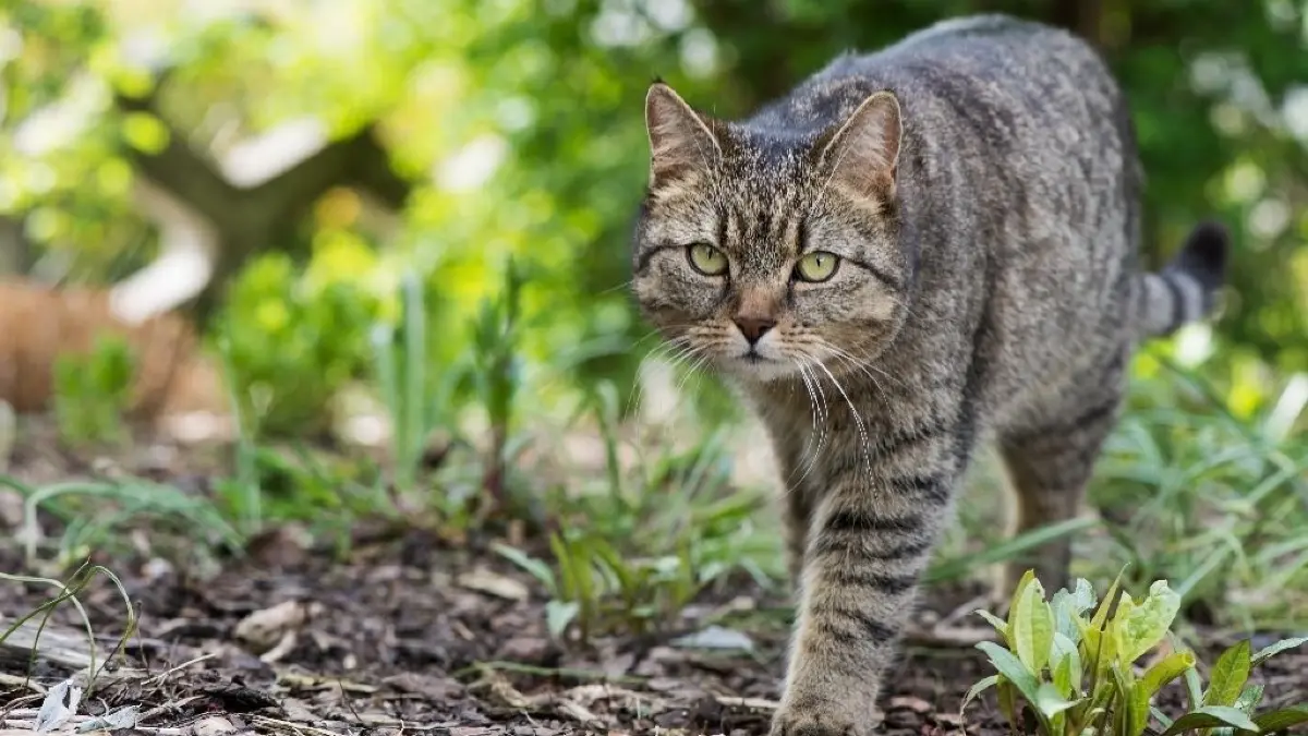 Streuner oder Freigänger: Für alle Katzen, die sich draußen aufhalten, fordern Tierschützer schon lange eine generelle Kastrationspflicht. Eine Treplinerin hat die Forderung für ihre Gemeinde erhoben.
ARCHIV - Zum Themendienst-Bericht von Bernadette Winter vom 4. März 2020: Bei Katzen besser abwägen: Ein Tracker-Halsband kann für Miezen zur tödlichen Gefahr werden, wenn sie damit irgendwo hängen bleiben. Foto: Franziska Gabbert/dpa-tmn - Honorarfrei nur für Bezieher des dpa-Themendienstes +++ dpa-Themendienst +++