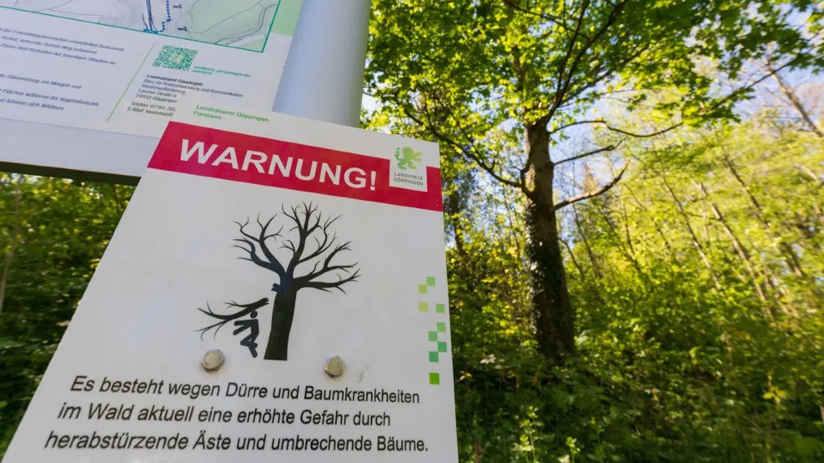 Derzeit sind besonders viele Menschen im Wald unterwegs. Sie sollten auf herabfallende Äste und umbrechende Bäume achten – Zeichen von Dürre und Baumkrankheiten. Auch die Waldbrandgefahr steigt.
Wetter, Wald, Trockenheit