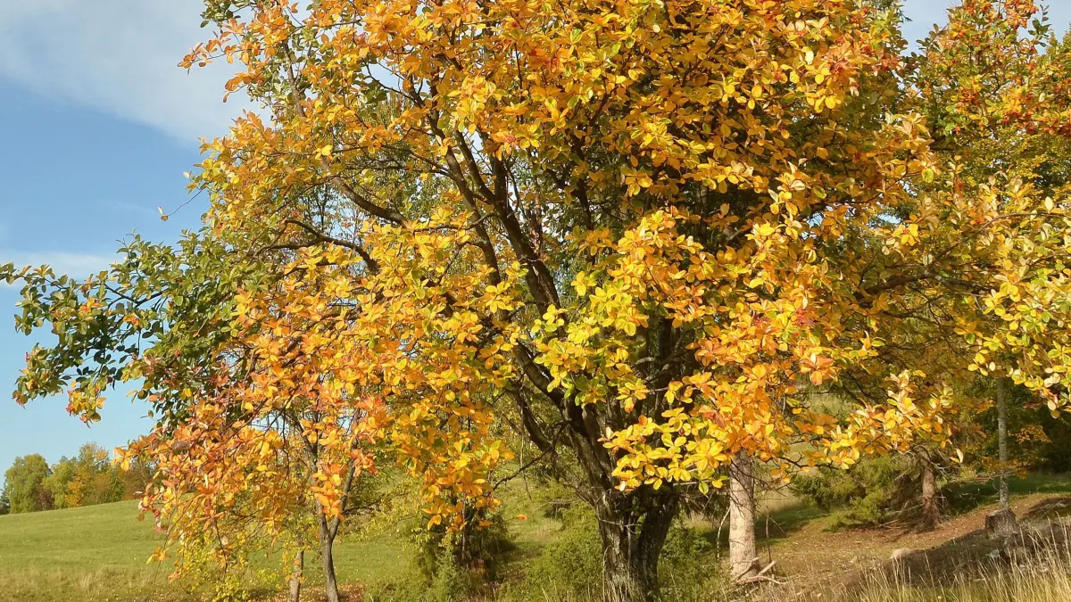 Baum des Jahres 2024 Echte Mehlbeere: HANDOUT - 09.10.2022, Baden-Württemberg, Schwäbische Alb: Eine Echte Mehlbeere steht auf einer Wiese am Fuß der Schwäbischen Alb. Die Baumart ist der Baum des Jahres 2024. (zu dpa: «Echte Mehlbeere zum Tag des Baumes gepflanzt») Foto: Jürgen Blümle/Baum des Jahres - Dr. Silvius Wordarz Stiftung/dpa +++ dpa-Bildfunk +++