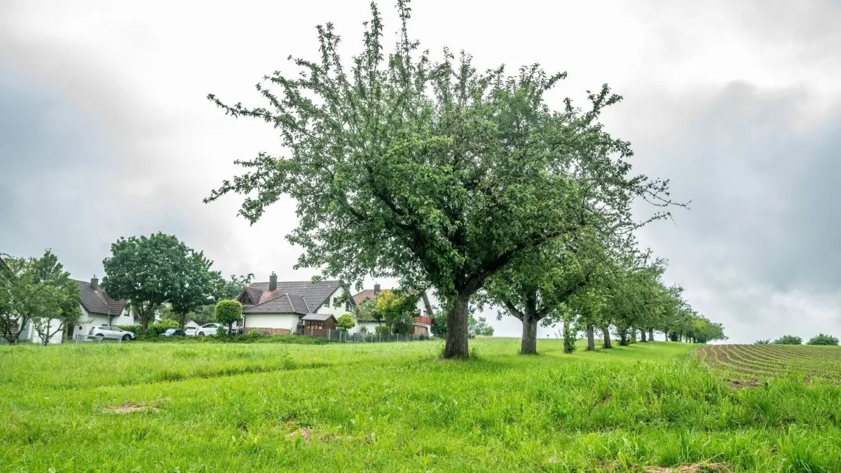Blick auf das Baugebiet Bäumle in Hattenhofen: Soviel Aufwand für Naturschutz-Gutachten sei nicht mehr zu vermitteln, sagt der Schultes.