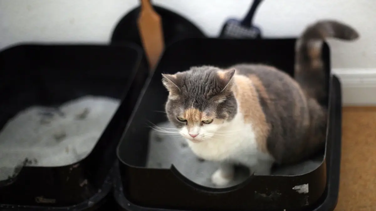 Eine Katze sitzt in einem Katzenklo: ARCHIV - Oben ohne und mit niedriger Einstiegshöhe - es braucht nicht viel fürs perfekte Katzenklo (zu dpa: «Gutes Geschäft: Katzentoiletten sollten nicht zu klein sein») Foto: Ina Fassbender/dpa-mag - Honorarfrei nur für Bezieher des Dienstes dpa-Magazin +++ dpa-Magazin +++