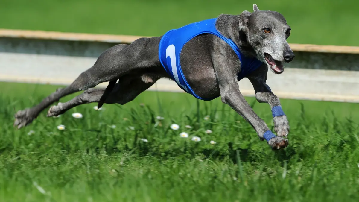 Rennpferde des kleinen Mannes: Training von Windhunden im tschechischen Mlada Boleslav: June 27, 2024, Mlada Boleslav, Czech Republic: Greyhounds compete during training races at the dog track in Mlada Boleslav in the Czech Republic. (Credit Image: © Slavek Ruta/ZUMA Press Wire) / action press