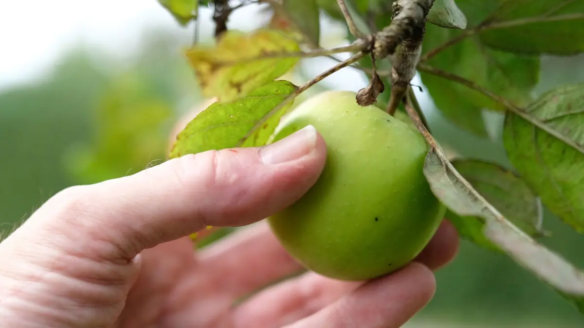 Stehlen statt ernten - Obstklau: ARCHIV - 02.09.2024, Baden-Württemberg, Stuttgart: Eine Hand nimmt an einem Apfelbaum auf einer Streuobstwiese einen Apfel (gestellte Szene). Foto: Bernd Weißbrod/dpa +++ dpa-Bildfunk +++