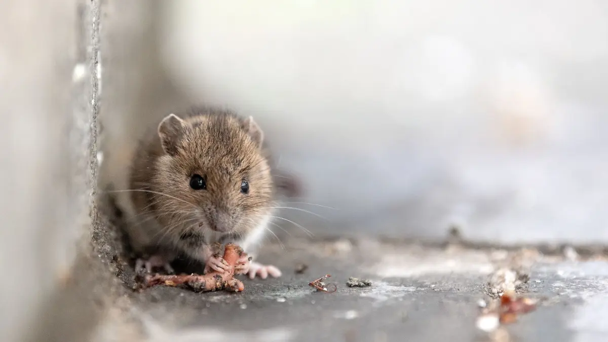 Maus: ARCHIV - 21.05.2019, Bayern, München: Eine Maus sitzt in einem Hauseingang und frisst einen Wurm. (Archivbild) (zu dpa: «Lebende Mäuse an verbotenen Klebefallen im Müll entsorgt») Foto: Sina Schuldt/dpa +++ dpa-Bildfunk +++