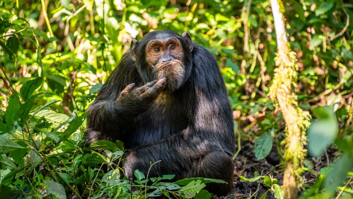 The Comedy Wildlife Photography Awards 2024
Arvind Mohandas
Offenbach am Main
Germany
Title: The Contemplative Chimpanzee
Description: Shot in the jungles of Uganda, following a group of around 50 chimpanzees. This one was obviously comtemplating an important issue, on a day of realization and reaffirmation of how close chimpanzees are to humans!
Animal: Chimpanzee
Location of shot: Uganda