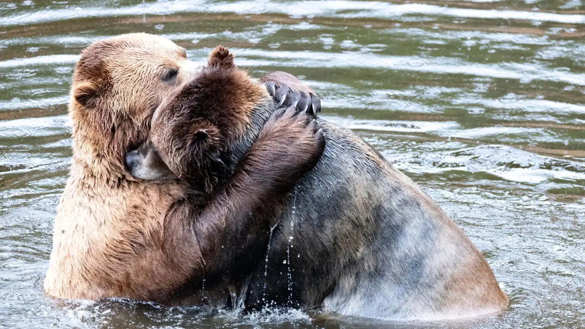 The Comedy Wildlife Photography Awards 2024
Andrea Rosado
Virginia
United States
Title: In love
Description: After the meeting.. comes love!! This is everyone's daily life
Animal: Bear
Location of shot: Stika - Alaska