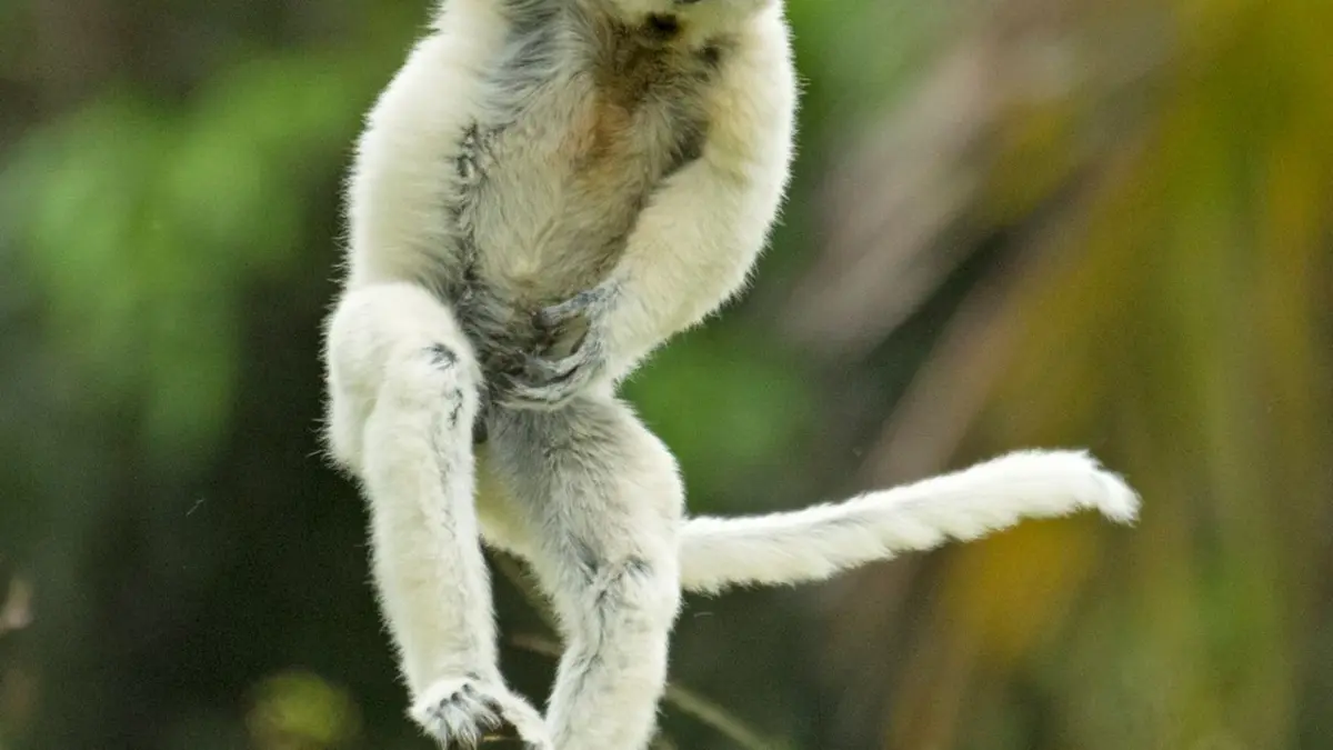 The Comedy Wildlife Photography Awards 2024
ANDY ROUSE
Usk
United Kingdom
Title: England Cricket's latest secret weapon!
Description: I took this photo of a dancing sifaka in Madagascar; as it ran towards us, it created all sorts of funny shapes. But this one was the best, it looks to me like it is practising its bowling action ready for an England call-up!
Animal: Verreaux Sifaka
Location of shot: Madagascar