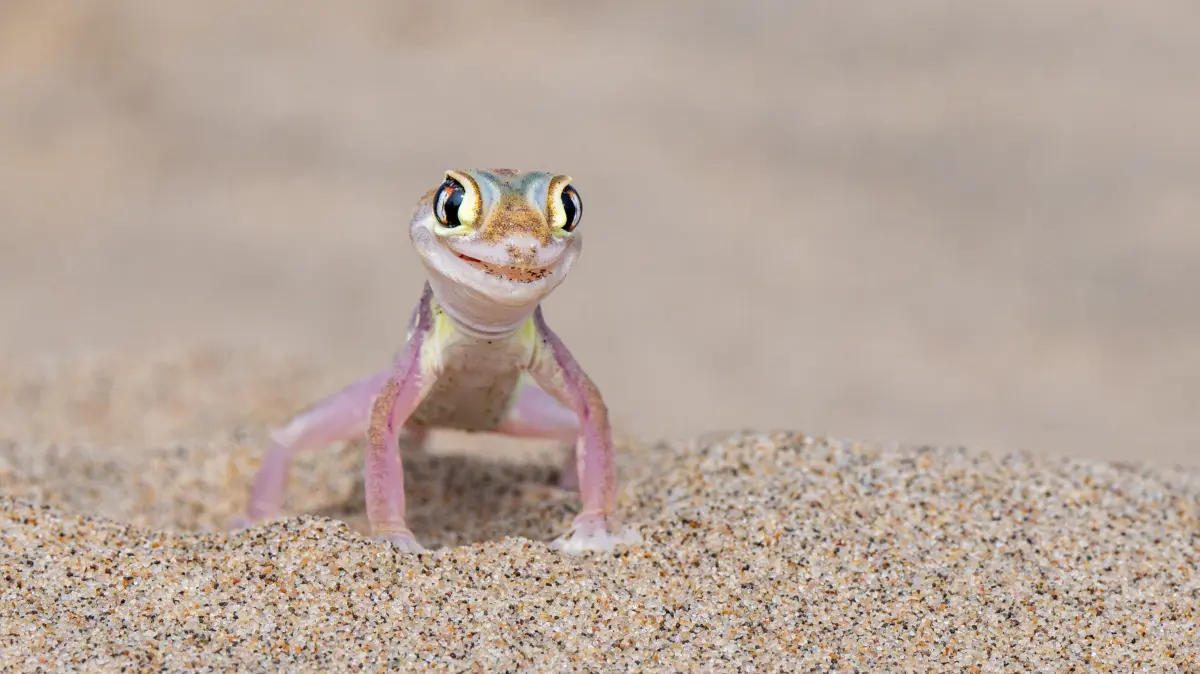 The Comedy Wildlife Photography Awards 2024
Michela Bordoli
Dino
Switzerland
Title: Gecko fashion model
Description: As we walked on the sands of the Namib Desert, a gecko suddenly appeared, emerging out of nowhere with a smile on its face. It positioned itself perfectly, posing for a portrait worthy of a National Geography cover. It seemed to say: "Take my picture, I'm ready for my cover!"
Animal: Namib sand gecko
Location of shot: Sandwich harbour, Namibia