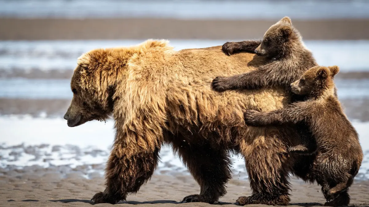 The Comedy Wildlife Photography Awards 2024