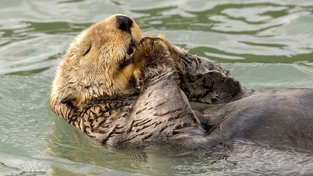 The Comedy Wildlife Photography Awards 2024
Christine Haines
Spokane
United States
Title: Saying My Prayers
Description: I visited Lake Clark National Park to photograph bears. While there, I had an opportunity to travel to Duck Island where I saw an otter floating next to the boat. Otters hold their food with their paws making it appear like they are praying.
Animal: Sea Otter
Location of shot: Duck Island, Alaska