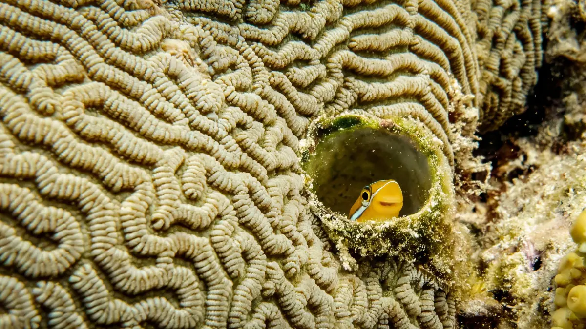 The Comedy Wildlife Photography Awards 2024
Alexander Fine
Seattle
United States
Title: Peek-a-boo
Description: Blenni fish peaking out from a hole in the coral
Animal: Blenni fish
Location of shot: Raja Ampat