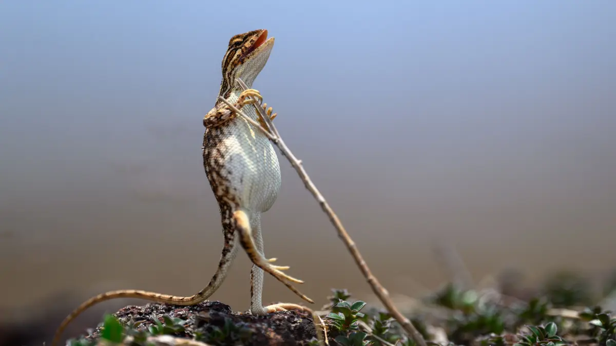 The Comedy Wildlife Photography Awards 2024
Sanjay Patil
Navi mumbai
India
Title: The Rock Star
Description: Fan-throated lizards are found only in the Indian subcontinent, where they have evolved under the influence of changing climates. These lizards are colorful and belong to the category of reptiles. Female Lizards do not display fan as they do not have. Male lizards inflates its attractive neck pouch to attract the female in hot summer season. Here is the female lizard standing upright to escape the summer heat.
Animal: Fan Throated Lizard, Female
Location of shot: Maharashtra State, India