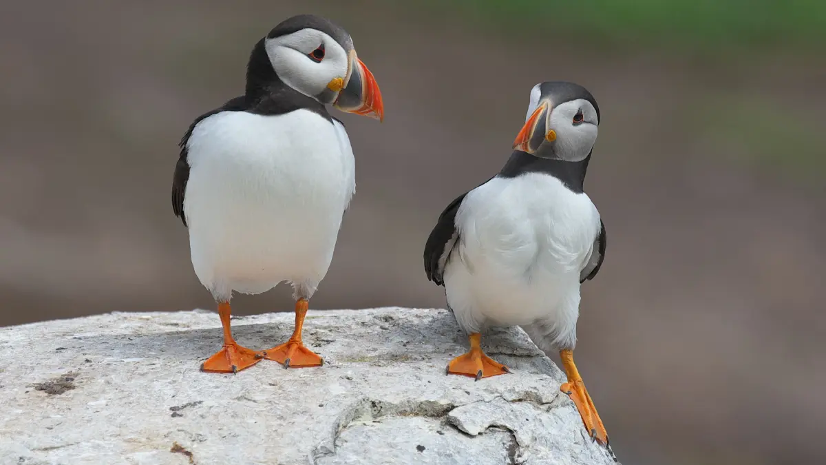 The Comedy Wildlife Photography Awards 2024
Jörn Cl
Bielefeld
Germany
Title: Where do you think you are going???
Description: This picture was taken in 2015 during my first visit to the Farne Islands (UK). The islands were full of puffins, kittywakes, shags, guillemots and razorbills, and I never before and since then have taken so many photos in such a short time. I think I really "saw" this image only later that day when I checked my haul.
Animal: Puffin
Location of shot: Farne Islands, Inner Farne, UK