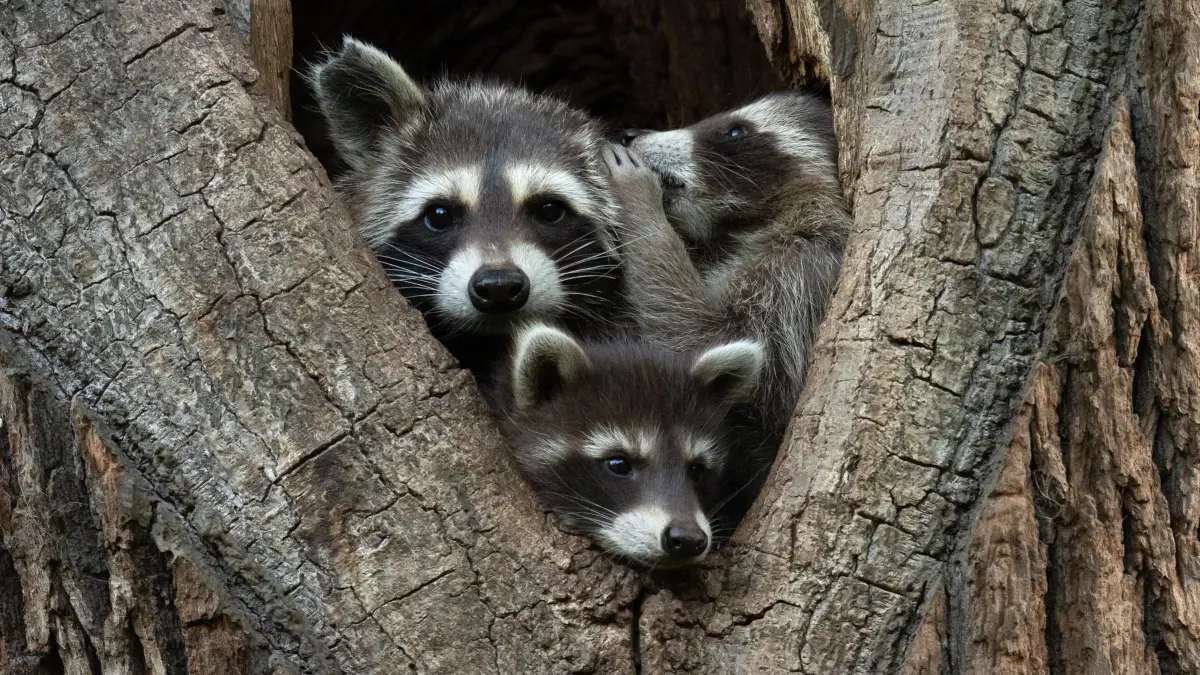 The Comedy Wildlife Photography Awards 2024
Jan Piecha
Kassel
Germany
Title: I'll tell you a secret
Description: A tiny raccoon is telling a secret to its mum while whispering in her ear.
Animal: raccoon
Location of shot: Germany