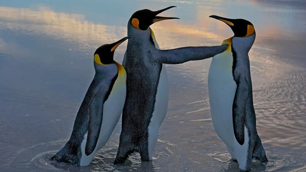 The Comedy Wildlife Photography Awards 2024
ANDY ROUSE
Usk
United Kingdom
Title: Alright mate back off - this is my bird!
Description: This image was taken in South Georgia, it really does show a male king penguin trying to make a move on a female who has already paired up with her male. The body position and wing posture make the message clear - "back off!" *** This image was highly commended in the 2006 BBC Wildlife photographer of the Year
Animal: King Penguin
Location of shot: South Georgia