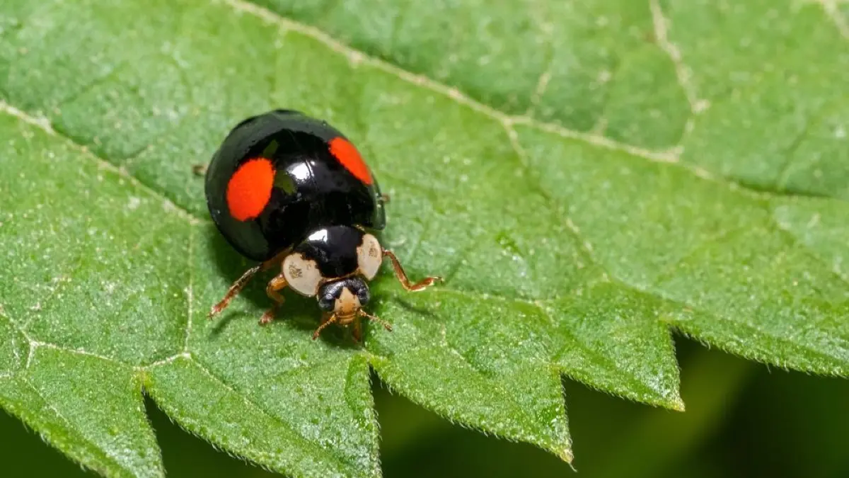 Erfahren Sie, was der Grund dafür ist, wenn Marienkäfer schwarz sind und rote Punkte haben.