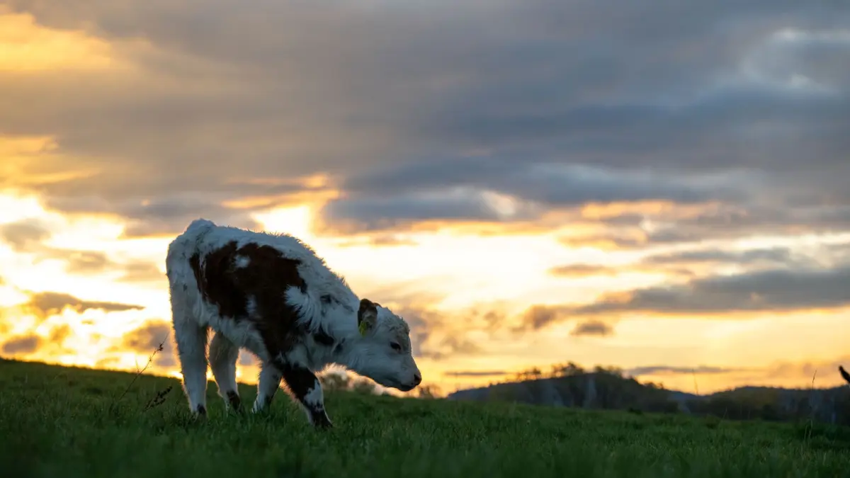 Wetter in Bayern: ARCHIV - 26.10.2023, Bayern, Memmelsdorf: Ein Kalb grast auf einer Weide, die noch nass ist vom Morgentau. Hinter ihm geht die Sonne auf. (zu dpa: «Kalb büxt aus und verschwindet im Wald») Foto: Pia Bayer/dpa +++ dpa-Bildfunk +++