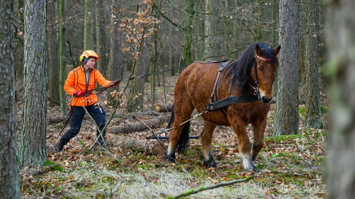 Rückepferde im Stadtwald: 20.12.2024, Brandenburg, Frankfurt (Oder): Desiree Warns arbeitet mit ihrem Rückepferd Luci, einem Kaltblut-Warmblut-Mix, im Stadtwald von Frankfurt (Oder). Der Einsatz von Rückepferden ist eine besonders bodenschonenden Bearbeitung der Forstflächen. Neben der Hilfe beim Holzrücken werden solche Arbeitspferde auch beim der Aussaat, und beim Pflügen im Wald eingesetzt. Diese Maßnahmen sind Teil der PEFC-Zertifizierung (Standard für nachhaltiges Forstmanagement). Im Stadtwald von Frankfurt (Oder) wurden zwei Rückepferde für eine mehrtägige Testphase eingesetzt. Foto: Patrick Pleul/dpa - Honorarfrei nur für Bezieher des Dienstes ZB-Funkregio Ost +++ ZB-FUNKREGIO OST +++