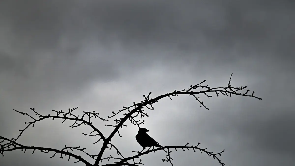 Grauer Himmel, Wind und Regen in Nordrhein-Westfalen: ARCHIV - 19.12.2024, Nordrhein-Westfalen, Uedesheim: Wolken ziehen über einen Rabenvogel, der auf den kahlen Ästen eines Baumes sitzt. Regen, Windböen und viele Wolken: Die kommenden Tage können in Nordrhein-Westfalen ungemütlich werden. Die Temperaturen kühlen auf 4 bis 7 Grad ab, teilte der Deutsche Wetterdienst (DWD) mit. Dazu bleibt es bewölkt und regnerisch, begleitet von starken bis stürmischen Böen. (zu dpa: «Wolken und Wind in der neuen Woche in NRW») Foto: Federico Gambarini/dpa +++ dpa-Bildfunk +++