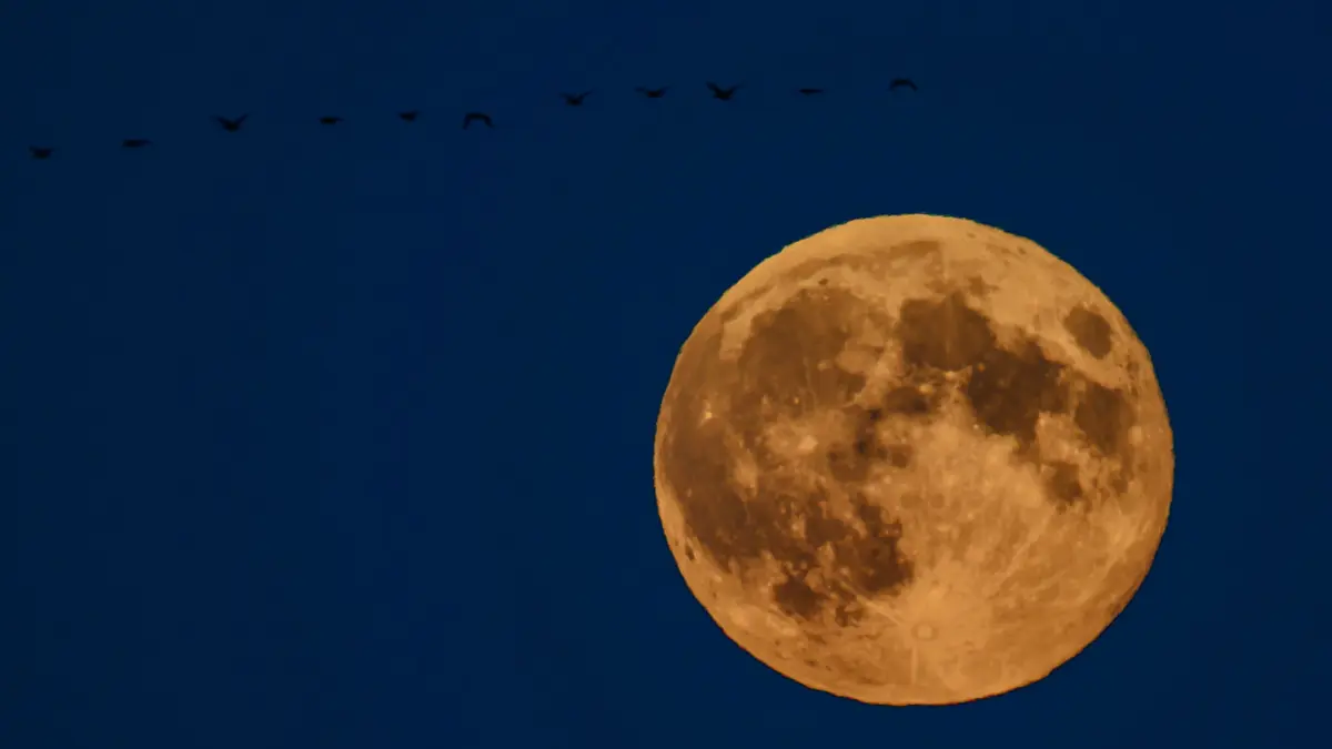Der Vollmond leuchtet über dem östlichen Brandenburg, während Wildgänse vorbei fliegen. Als Supermond wird der Mond bezeichnet, wenn der Vollmond besonders groß erscheint. Das hat folgenden Grund: Der Mond umfliegt die Erde nicht in einer kreisrunden Umlaufbahn. «Der Mond umläuft die Erde auf einer elliptischen Bahn», erläutert Uwe Pilz von der Vereinigung der Sternfreunde. «Deshalb ist er mal näher an der Erde, mal weiter weg.» +++ dpa-Bildfunk +++