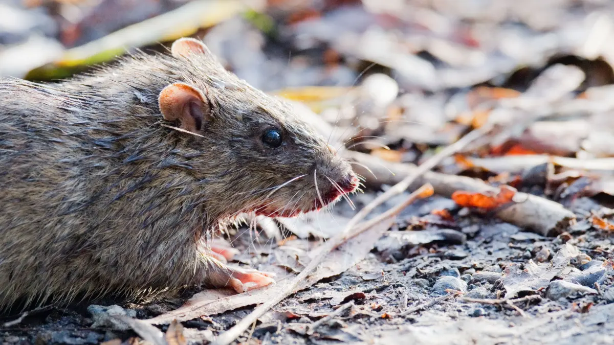 Ratten könnten sich in Deutschland rasant ausbreiten, wenn Privatleute ab dem kommenden Jahr kein Rattengift mehr kaufen dürfen, befürchten Schädlingsbekämpfer.