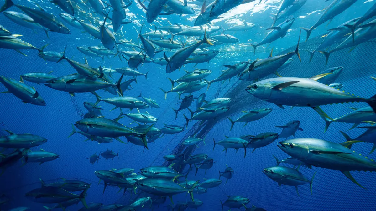 Von wann bis wann ist man Sternzeichen Fische und welche Eigenschaften haben Menschen mit diesem Tierkreiszeichen? Datum, Eigenschaften in Liebe und Partnerschaft und Co. im Überblick.