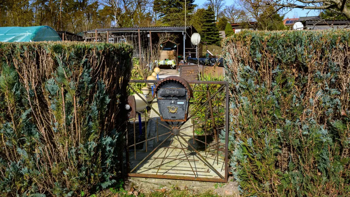 Thuja-Hecke im Kleingarten