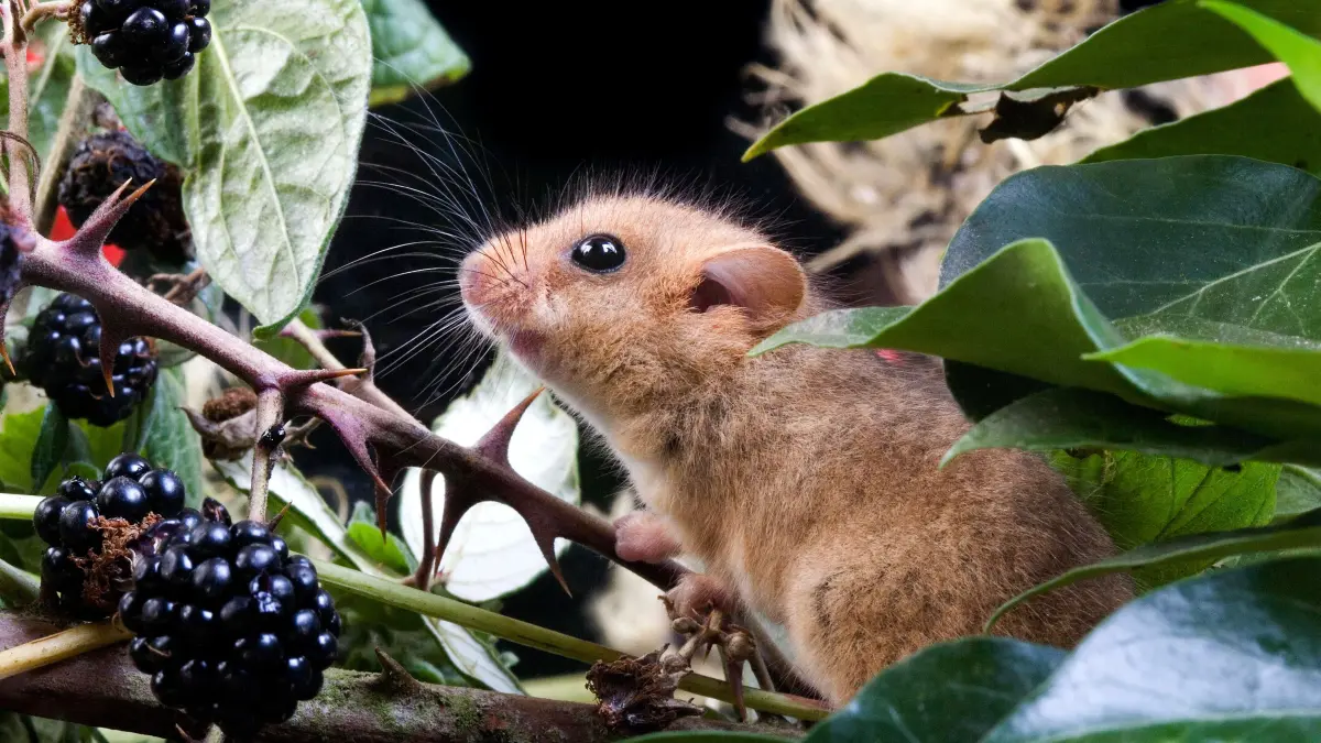 GEMEINSAME DORMOUSE (muscardinus avellanarius), ADULT IN BRAMBLE, NORMANDY IN Frankreich *** Joint dormouse Muscardinus : GEMEINSAME DORMOUSE muscardinus avellanarius, ADULT IN BRAMBLE, NORMANDY IN Frankreich *** Joint dormouse Muscardinus avellanarius , Adult in BRAMBLE, Normandy in France Copyright: imageBROKER/G.xLacz ibllag05282950.jpg Bitte beachten Sie die gesetzlichen Bestimmungen des deutschen Urheberrechtes hinsichtlich der Namensnennung des Fotografen im direkten Umfeld der Veröffentlichung