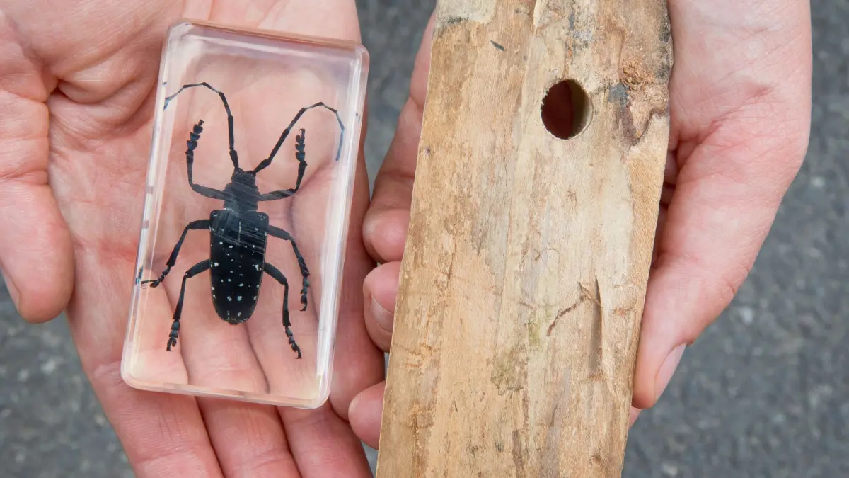 Asiatische Laubholzbockkäfer: ARCHIV - 25.06.2015, Bayern, Würzburg: Die Försterin beim Würzburger Amt für Ernährung, Landwirtschaft und Forsten, Lia Stefke, hält einen in Kunstharz gelassenen Asiatischen Laubholzbockkäfers (ALB) und ein durch die Käfersorte beschädigtes Stück Holz in den Händen. (zu dpa: «Laubholzbockkäfer: Fallen im Raum Magdeburg im Einsatz») Foto: Daniel Karmann/dpa +++ dpa-Bildfunk +++