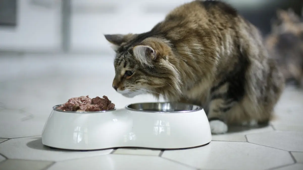 Katze am Futternapf: ARCHIV - Nassfutter genügt ein kurzer Zeitraum bei Temperaturen ab etwa 20 Grad Celsius, um einen Nährboden für Bakterien und Schimmel zu bilden. (zu dpa: «Vorsicht Keime: Katzennapf bei Hitze sauber halten») Foto: Ina Fassbender/dpa-mag - Honorarfrei nur für Bezieher des Dienstes dpa-Magazin +++ dpa-Magazin +++