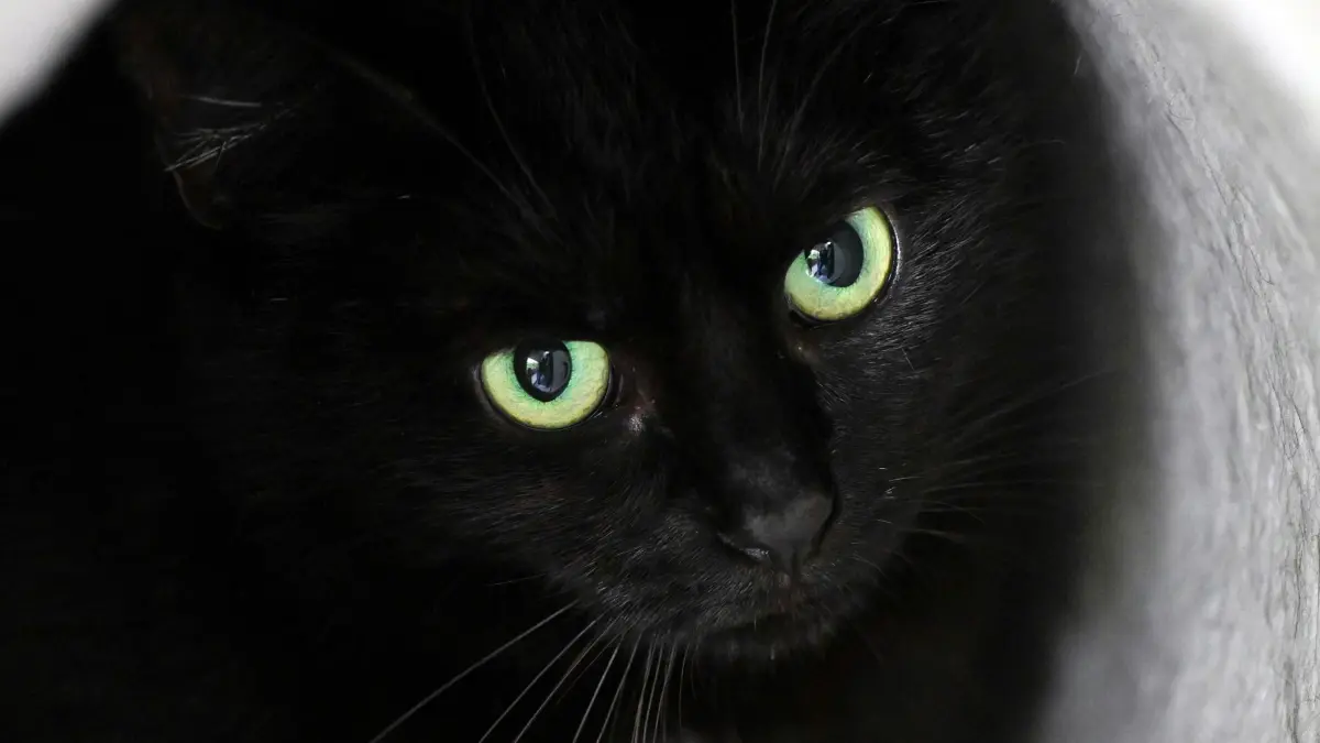19.05.2025, Berlin: Ein schwarzer Kater sitzt während des Fotoshootings zur Charity-Aktion «Schwarz bringt Glück» im Tierheim des Berliner Tierschutzvereins in seiner Höhle. Mit dem Fototermin für einen Kalender soll auf die schlechteren Vermittlungschancen von Katzen und Hunden mit schwarzem Fell aufmerksam gemacht werden. Der Erlös aus dem Verkauf des Kalenders kommt dem Tierheim zugute. Foto: Soeren Stache/dpa +++ dpa-Bildfunk +++