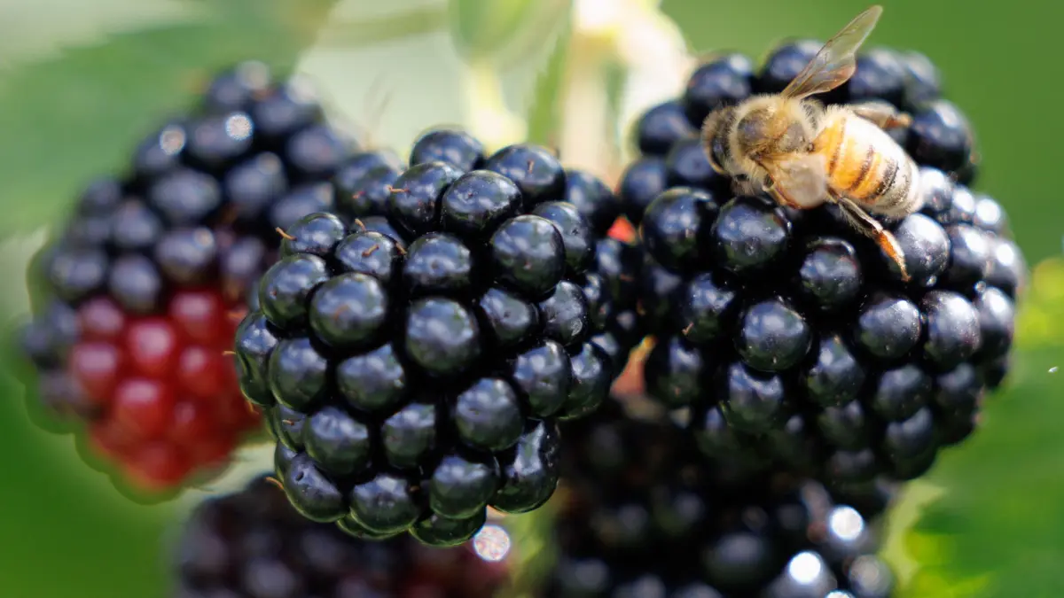 Brombeere: ARCHIV - 23.08.2023, Niedersachsen, Bohmte: Brombeeren sind reif, wenn sie fast schwarz sind. (zu dpa: «Brombeer-Koalition will gesprächsbereit zur Linken bleiben») Foto: Friso Gentsch/dpa +++ dpa-Bildfunk +++