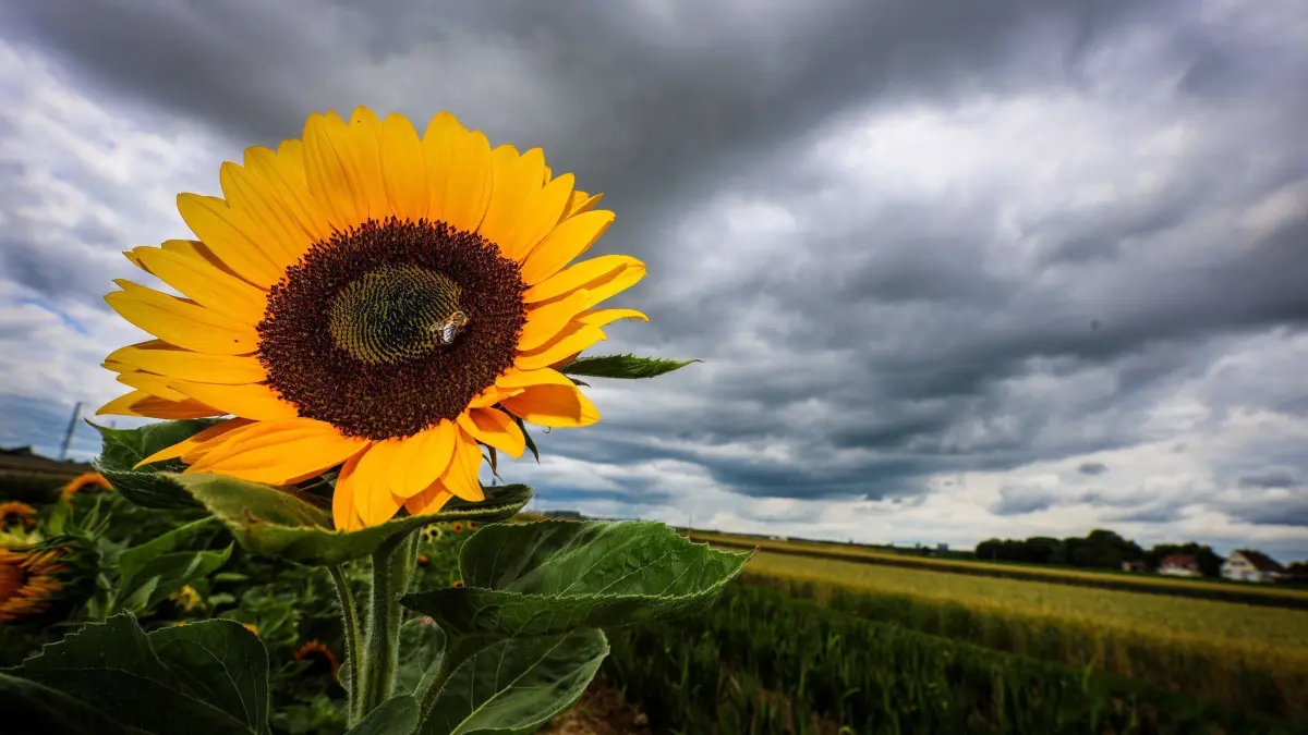 Dunkle Wolken in der Region Stuttgart: ARCHIV - 27.06.2025, Baden-Württemberg, Stuttgart: Dunkle Wolken ziehen über eine Sonnenblume hinweg. (zu dpa: «Tief «Friedemann» sorgt für Abkühlung») Foto: Christoph Schmidt/dpa +++ dpa-Bildfunk +++