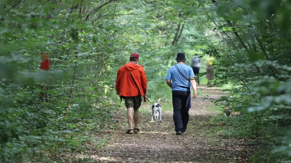 Wetter in Nordrhein-Westfalen: 20.07.2025, Nordrhein-Westfalen, Bergisch Gladbach: Spaziergänger gehen mit einem Hund bei warmen Temperaturen durch den Wald. Der Himmel ist am Sonntag oft bewölkt und es ist wahrscheinlich, dass es in der Region regnen wird, sagen die Meteorologen. Foto: Sascha Thelen/dpa +++ dpa-Bildfunk +++