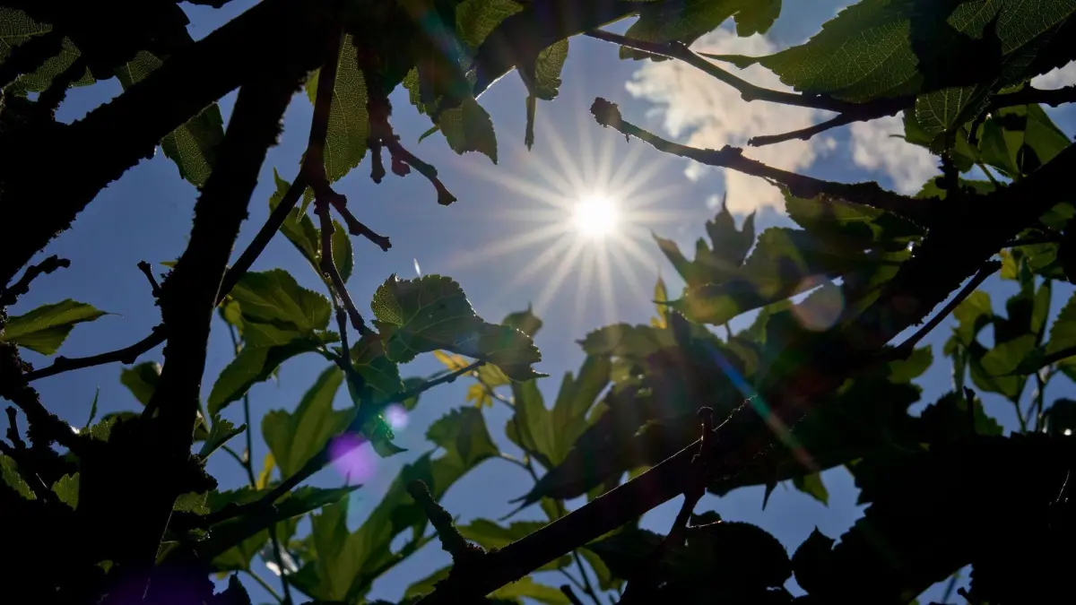 Hitze in Deutschland - Rheinland-Pfalz: ARCHIV - 02.07.2025, Rheinland-Pfalz, Montabaur: Sonnenlicht durch Blätter einer Pergula. (zu dpa: «Ruhiges Sommerwetter in Rheinland-Pfalz und dem Saarland») Foto: Sascha Ditscher/dpa +++ dpa-Bildfunk +++