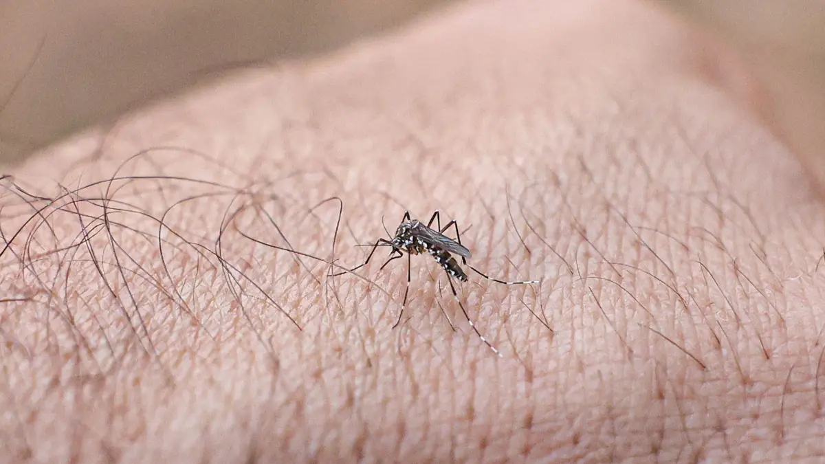 Kampf gegen Denguefieber in Brasilien: 09.09.2025, Brasilien, Brasília: Eine mit Wolbachia-Bakterien infizierte Aedes-aegypti-Mücke. Der Gesundheitsminister von Brasilien Padilha eröffnete heute eine Wolbachia-Biofabrik. Das Wolbachia-Bakterium sorgt dafür, dass die Mücken in erheblich geringerem Umfang Viren übertragen können. Foto: Marcelo Camargo/Agencia Brazil/dpa +++ dpa-Bildfunk +++