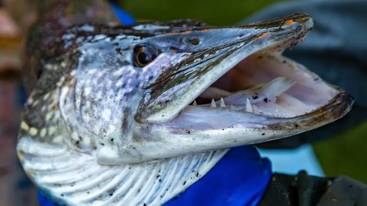 Abfischen am Dorchesee: 18.10.2025, Brandenburg, Neuzelle Schwerzko: Ein Hecht wird beim Abfischen des Dorchesees von einem Fischer gehalten. Die Vereinsmitglieder des Fischerei- und Naturschutzvereins Dorchesee Schwerzko e.V. erwarten einen Ertrag von etwa einer Tonne Fisch - vorwiegend Karpfen, aber auch Hechte, Schleie und Welse. Foto: Frank Hammerschmidt/dpa +++ dpa-Bildfunk +++