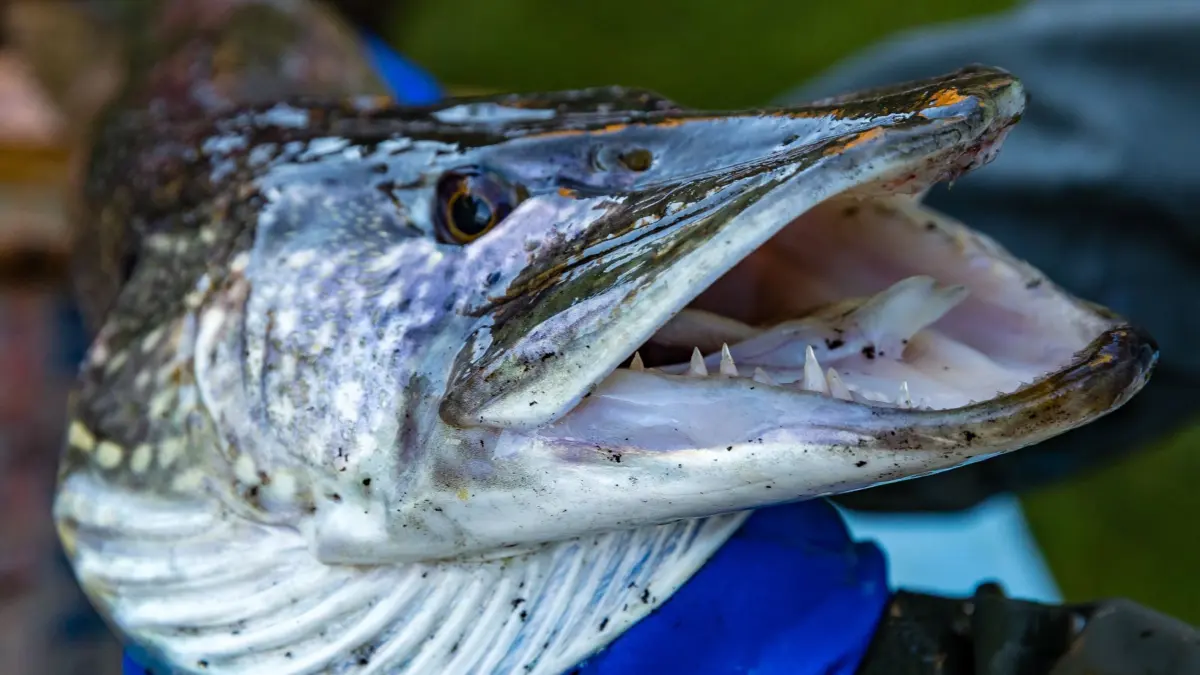Abfischen am Dorchesee: 18.10.2025, Brandenburg, Neuzelle Schwerzko: Ein Hecht wird beim Abfischen des Dorchesees von einem Fischer gehalten. Die Vereinsmitglieder des Fischerei- und Naturschutzvereins Dorchesee Schwerzko e.V. erwarten einen Ertrag von etwa einer Tonne Fisch - vorwiegend Karpfen, aber auch Hechte, Schleie und Welse. Foto: Frank Hammerschmidt/dpa +++ dpa-Bildfunk +++