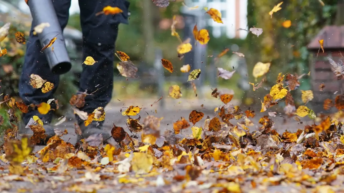 Laubbläser in Aktion: ARCHIV - 01.11.2023, Hamburg: Kampf gegen das Herbstlaub: Laubbläser gelten als praktische Helfer. (zu dpa: «Warum Laub im Garten wertvoller ist, als viele denken») Foto: Marcus Brandt/dpa +++ dpa-Bildfunk +++